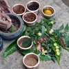 The Silent Architect: How Gut Health Shapes Your Immunity